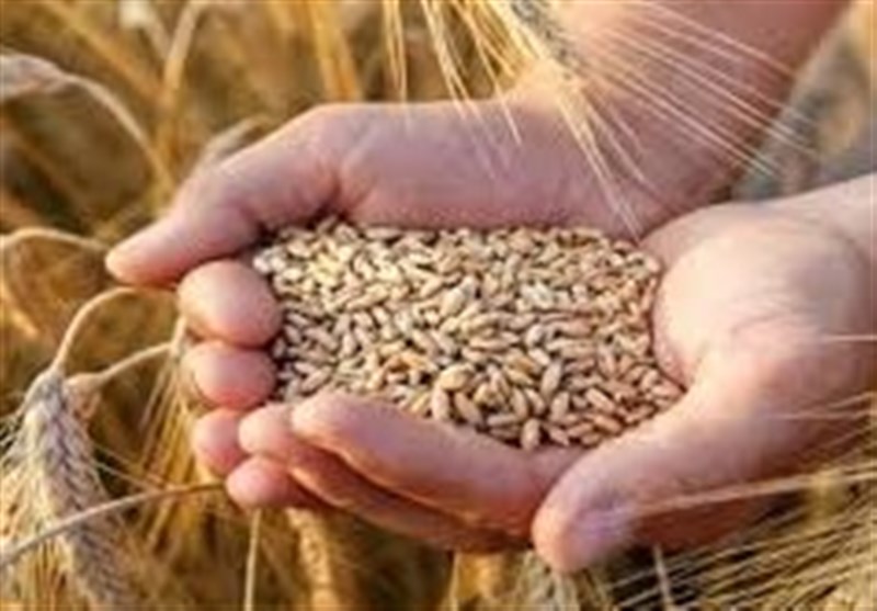 تأمین 100 همت اعتبار جدید برای خرید گندم پس از حذف ارز ترجیحی تأمین 100 همت اعتبار جدید برای خرید گندم پس از حذف ارز ترجیحی