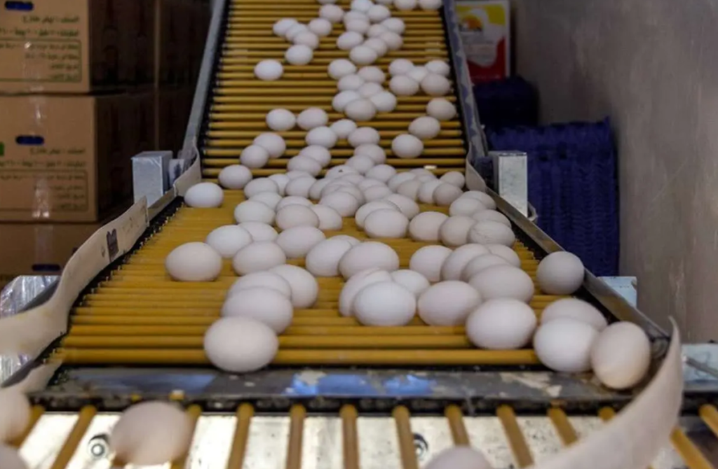 تخممرغ بالاخره ارزان شد/ کاهش قیمت پس از هفتههای پرتنش تخممرغ بالاخره ارزان شد/ کاهش قیمت پس از هفتههای پرتنش