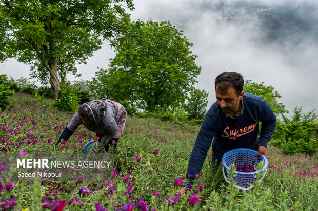 راهی تازه برای تولید بهینه گل گاوزبان بدون آسیب به طبیعت راهی تازه برای تولید بهینه گل گاوزبان بدون آسیب به طبیعت