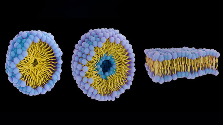 زیردریاییهای پروتئینی علیه سرطان؛ دارورسانی هوشمند بدون عوارض گسترده زیردریاییهای پروتئینی علیه سرطان؛ دارورسانی هوشمند بدون عوارض گسترده