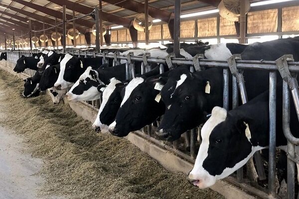 فتح بازار مگافارمهای ایران توسط یک شرکت دانش بنیان فتح بازار مگافارمهای ایران توسط یک شرکت دانش بنیان