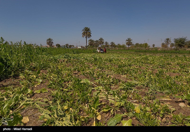 گندم، دانه روغنی و نهاده دام جایگزین سبزی و صیفی شود گندم، دانه روغنی و نهاده دام جایگزین سبزی و صیفی شود