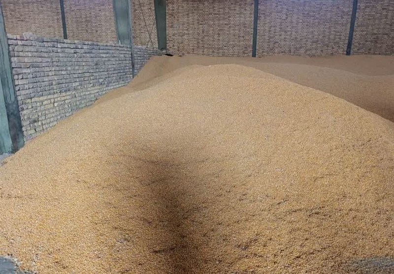 تأمین فوری 180 هزار تن ذرت و جو برای دامداران تأمین فوری 180 هزار تن ذرت و جو برای دامداران