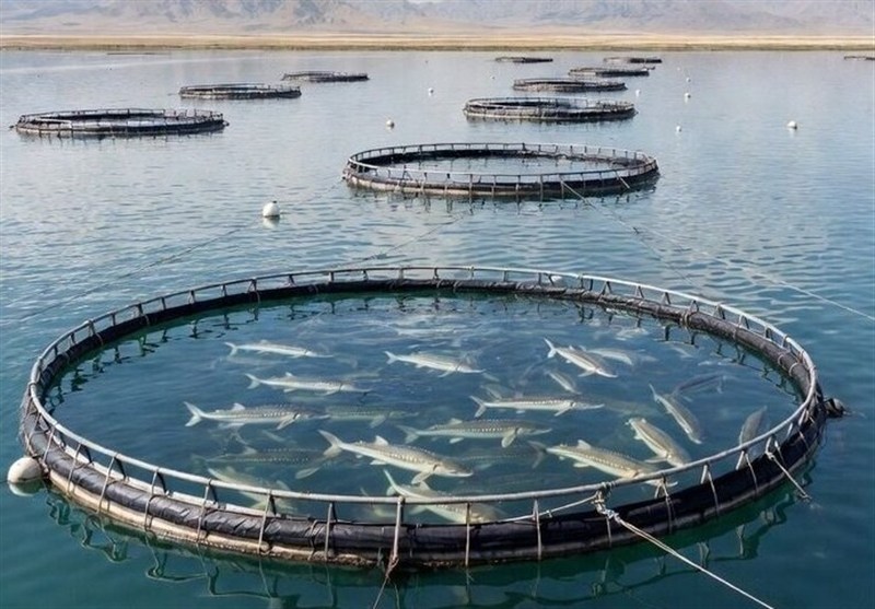 لزوم رفع موانع تولید بخش شیلات در شرایط جنگی لزوم رفع موانع تولید بخش شیلات در شرایط جنگی