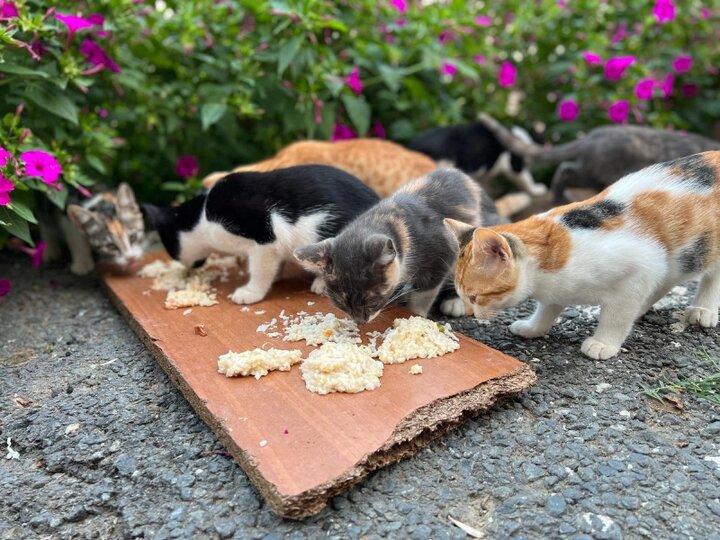 آسیبهای غذارسانی به حیوانات شهری؛ برهم خوردن تعادل زیستی آسیبهای غذارسانی به حیوانات شهری؛ برهم خوردن تعادل زیستی