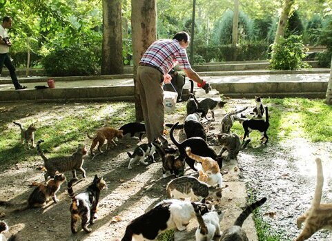 آسیبهای غذارسانی به حیوانات شهری؛ برهم خوردن تعادل زیستی آسیبهای غذارسانی به حیوانات شهری؛ برهم خوردن تعادل زیستی