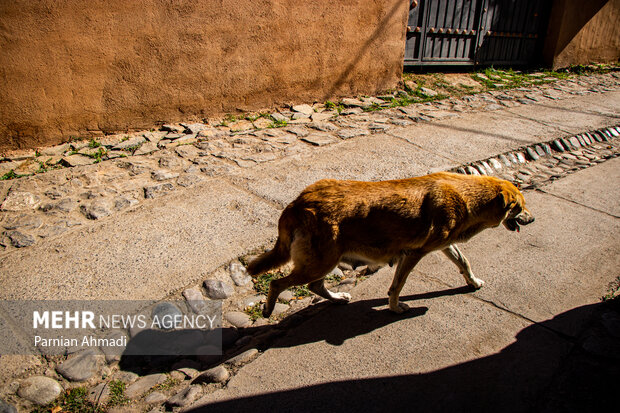 آسیبهای غذارسانی به حیوانات شهری؛ برهم خوردن تعادل زیستی آسیبهای غذارسانی به حیوانات شهری؛ برهم خوردن تعادل زیستی