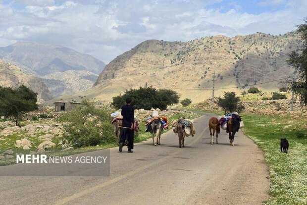 آغاز کوچ بهاره عشایر ایلام؛تمام راه های کوچ ییلاقی باز است آغاز کوچ بهاره عشایر ایلام؛تمام راه های کوچ ییلاقی باز است