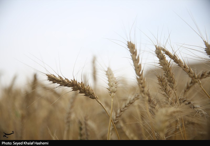 ارز واردات گندم دوباره 28500 تومان شد ارز واردات گندم دوباره 28500 تومان شد