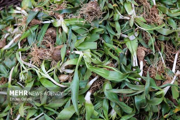 بهارِ سبز بیجار؛ روایت رویش دوباره طبیعت و بازگشت مردم به دامنهها بهارِ سبز بیجار؛ روایت رویش دوباره طبیعت و بازگشت مردم به دامنهها