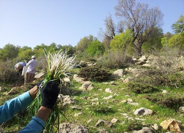 بهارِ سبز بیجار؛ روایت رویش دوباره طبیعت و بازگشت مردم به دامنهها بهارِ سبز بیجار؛ روایت رویش دوباره طبیعت و بازگشت مردم به دامنهها