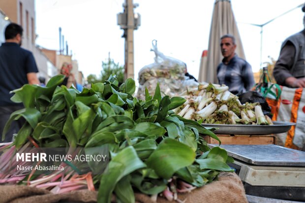 بهارِ سبز بیجار؛ روایت رویش دوباره طبیعت و بازگشت مردم به دامنهها بهارِ سبز بیجار؛ روایت رویش دوباره طبیعت و بازگشت مردم به دامنهها