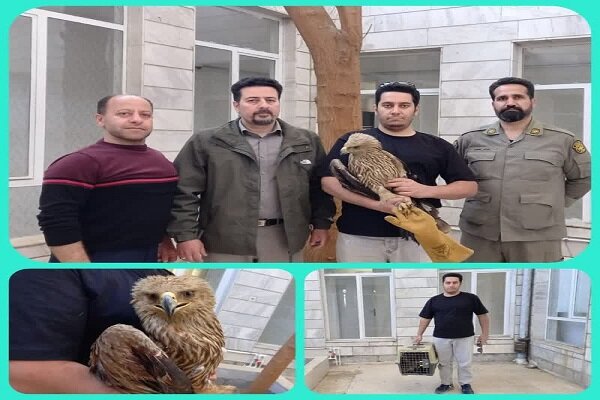 تحویل یک بهله عقاب «شاهی» به محیطزیست بروجرد تحویل یک بهله عقاب «شاهی» به محیطزیست بروجرد