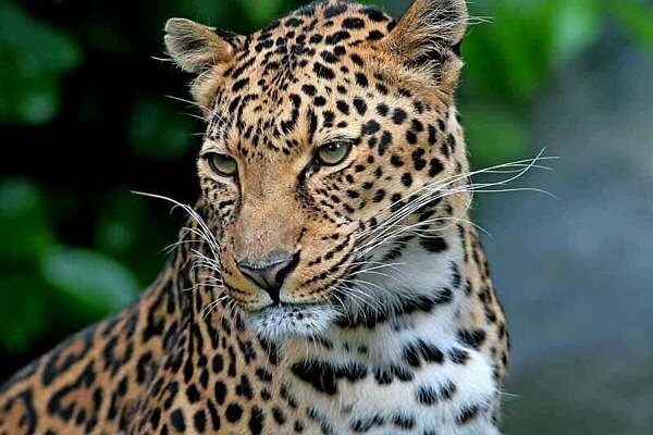 تلف شدن پلنگ ایرانی در برخورد با قطار در فیروزکوه تلف شدن پلنگ ایرانی در برخورد با قطار در فیروزکوه