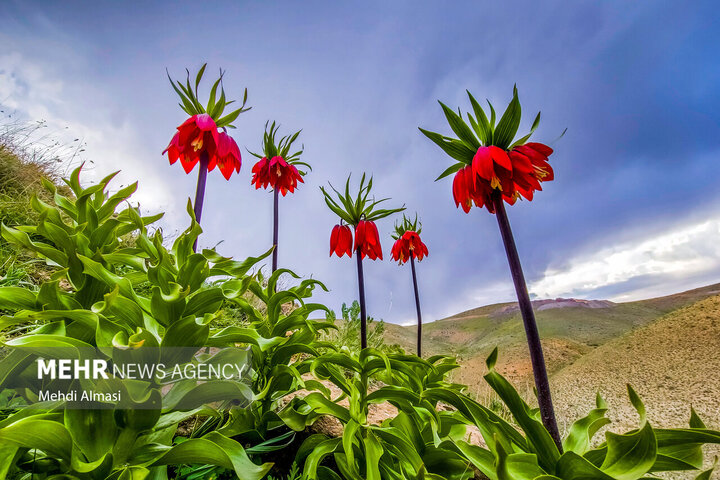 تهدید ثبت دشت لالههای واژگون کوهرنگ بهعنوان اثر ملی گردشگری تهدید ثبت دشت لالههای واژگون کوهرنگ بهعنوان اثر ملی گردشگری