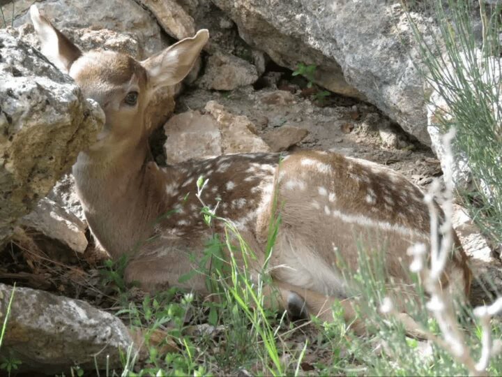 تولد گوزن زرد ایرانی در منطقه حفاظت شده باغ شادی خاتم تولد گوزن زرد ایرانی در منطقه حفاظت شده باغ شادی خاتم