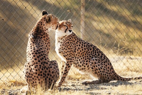 جشن بلوغ ۳یوز ماده در دل شاهرود؛بحران کمبود یوز نر بارور در مرکز تکثیر جشن بلوغ ۳یوز ماده در دل شاهرود؛بحران کمبود یوز نر بارور در مرکز تکثیر