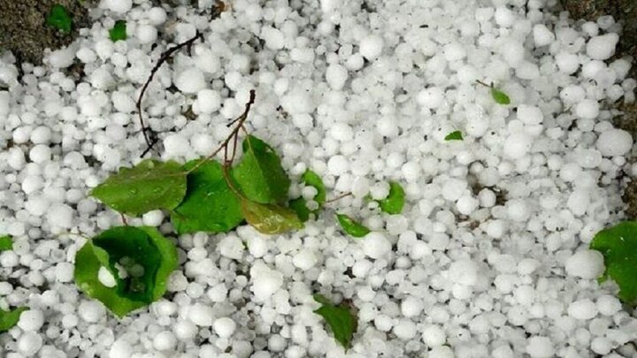 خزایی: خسارت تگرگ به اراضی کشاورزی ۶ روستای کنگاور در دست بررسی است خزایی: خسارت تگرگ به اراضی کشاورزی ۶ روستای کنگاور در دست بررسی است