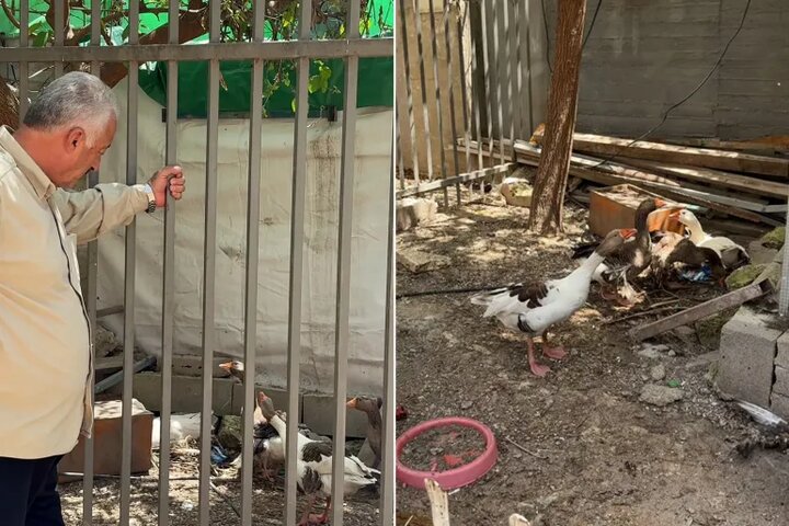 دستور اخراج «پرندگان» در قدس؛ روایتی از فشار صهیونیستها بر فلسطینیها دستور اخراج «پرندگان» در قدس؛ روایتی از فشار صهیونیستها بر فلسطینیها