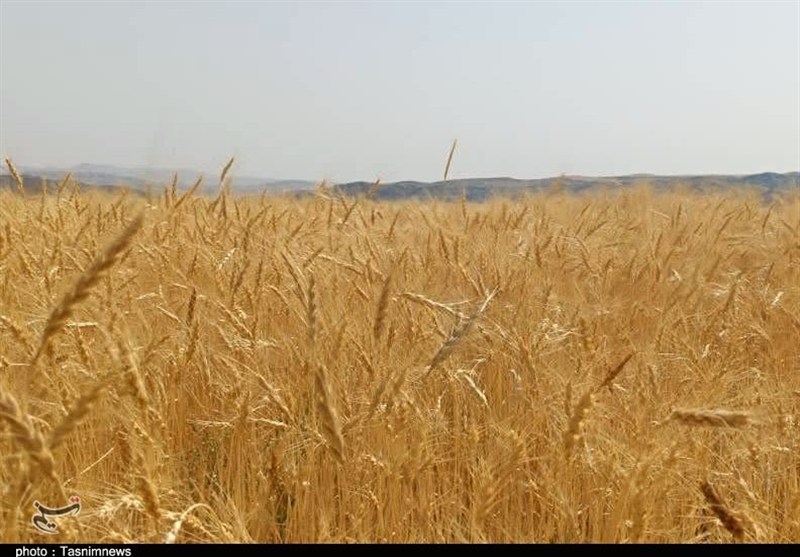 رکوردشکنی قیمت جهانی گندم درپی جنگ آمریکا علیه ایران رکوردشکنی قیمت جهانی گندم درپی جنگ آمریکا علیه ایران