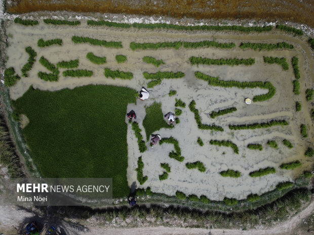 شالیزارهای مازندران در تبوتاب نشا؛ دستمزدهای ۲ میلیونی نشاکاران شالیزارهای مازندران در تبوتاب نشا؛ دستمزدهای ۲ میلیونی نشاکاران