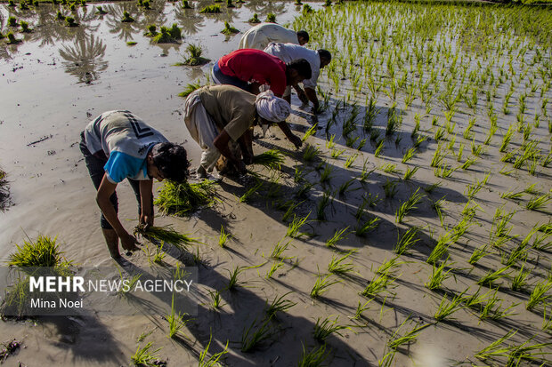 شالیزارهای مازندران در تبوتاب نشا؛ دستمزدهای ۲ میلیونی نشاکاران شالیزارهای مازندران در تبوتاب نشا؛ دستمزدهای ۲ میلیونی نشاکاران