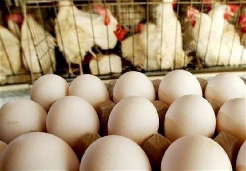 صادرات تخم مرغ ممنوع شد صادرات تخم مرغ ممنوع شد