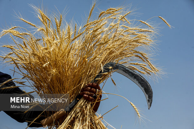 فصل خوب گندم کاران در استان بوشهر؛ ۱۱۷ هزار هکتار زیر کشت رفت فصل خوب گندم کاران در استان بوشهر؛ ۱۱۷ هزار هکتار زیر کشت رفت