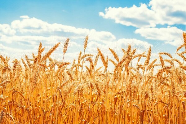 فصل خوب گندم کاران در استان بوشهر؛ ۱۱۷ هزار هکتار زیر کشت رفت فصل خوب گندم کاران در استان بوشهر؛ ۱۱۷ هزار هکتار زیر کشت رفت