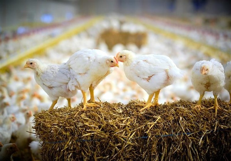 نشانههای تعادل در صنعت مرغ از اردیبهشت نشانههای تعادل در صنعت مرغ از اردیبهشت