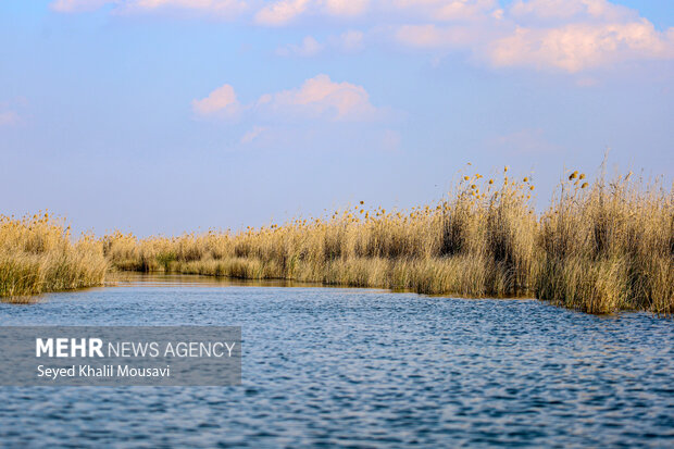 ۴ دستگاه ادوات صید برقی در تالاب شادگان کشف و ضبط شد ۴ دستگاه ادوات صید برقی در تالاب شادگان کشف و ضبط شد