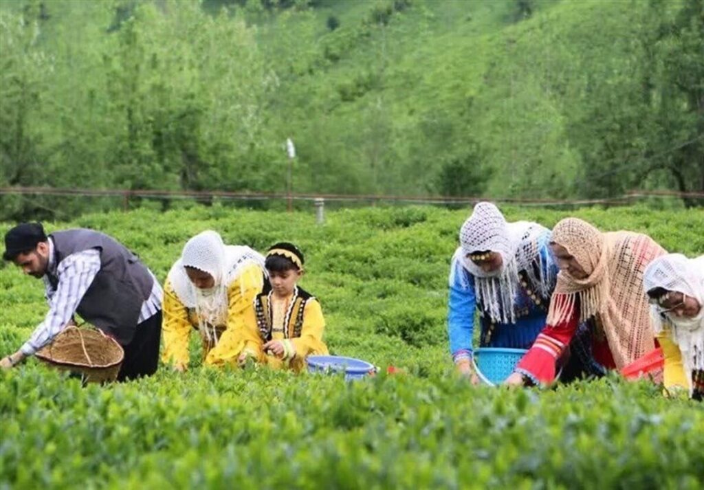 هر خانوار ایرانی سالانه چقدر «چای» مصرف میکند؟ هر خانوار ایرانی سالانه چقدر «چای» مصرف میکند؟