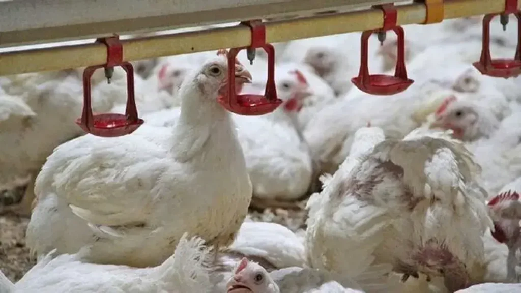 گذار ناقص به بازار آزاد؛ ریشه بحران نقدینگی و تلاطم در صنعت طیور گذار ناقص به بازار آزاد؛ ریشه بحران نقدینگی و تلاطم در صنعت طیور