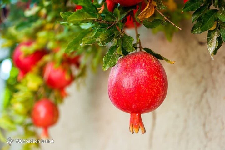 انار؛ میوهای با خواص درمانی! انار؛ میوهای با خواص درمانی!