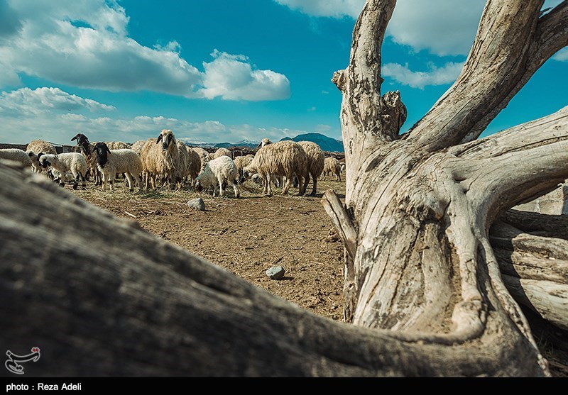 تداوم تولید گوشت و شیر در روستا و عشایر، در معرض یک پرسش جدی تداوم تولید گوشت و شیر در روستا و عشایر، در معرض یک پرسش جدی