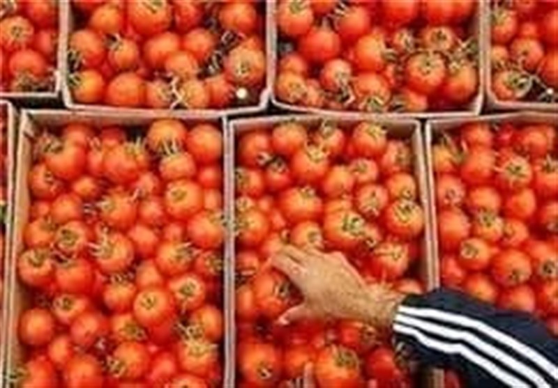 صادرات گوجه تا پایان سال ممنوع شد صادرات گوجه تا پایان سال ممنوع شد